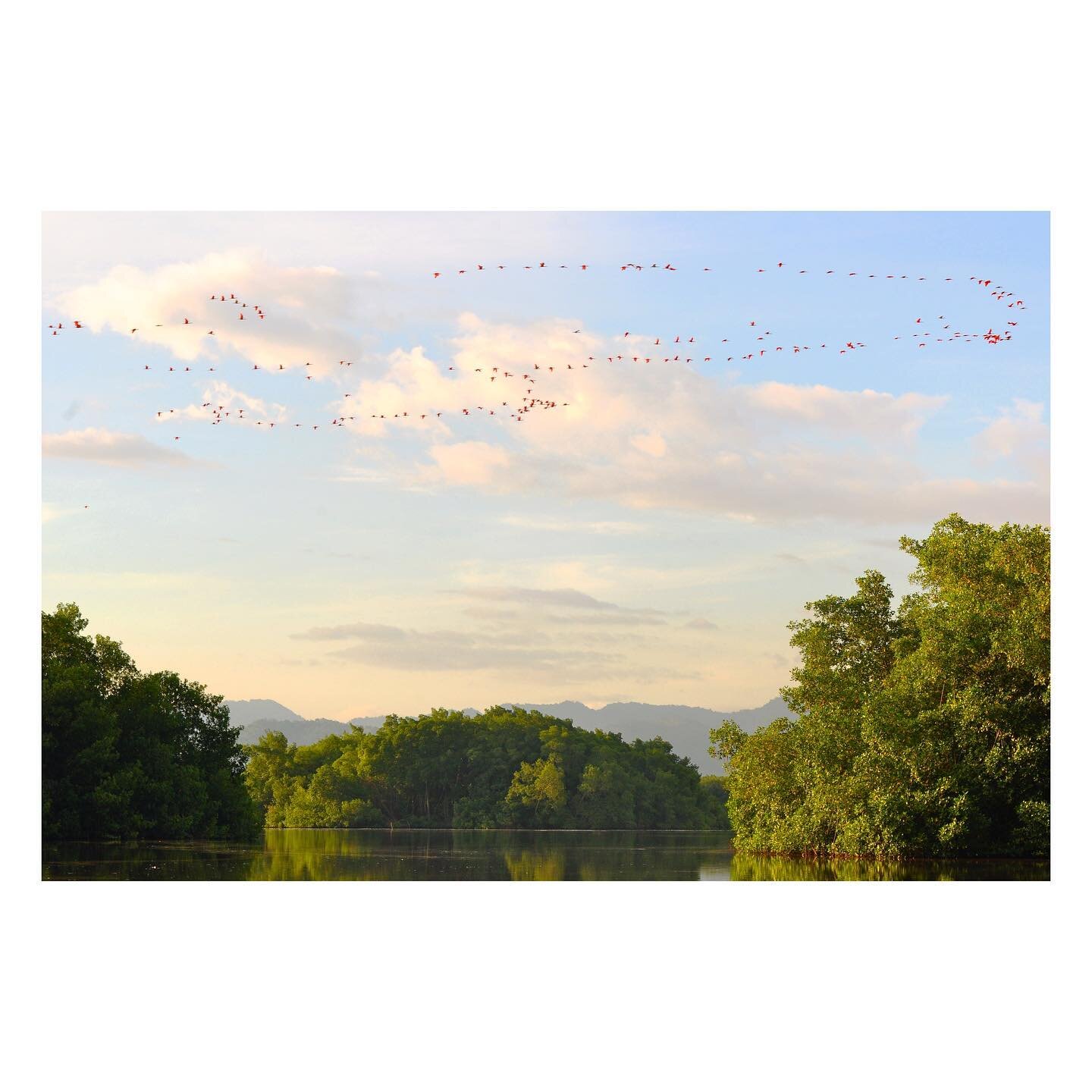 Flock of pink flamingos flying over the Caroni River in Trinidad from a scout trip years back. #trinidad #locationscouting #pinkflamingo #eatyourheartoutjohnwaters