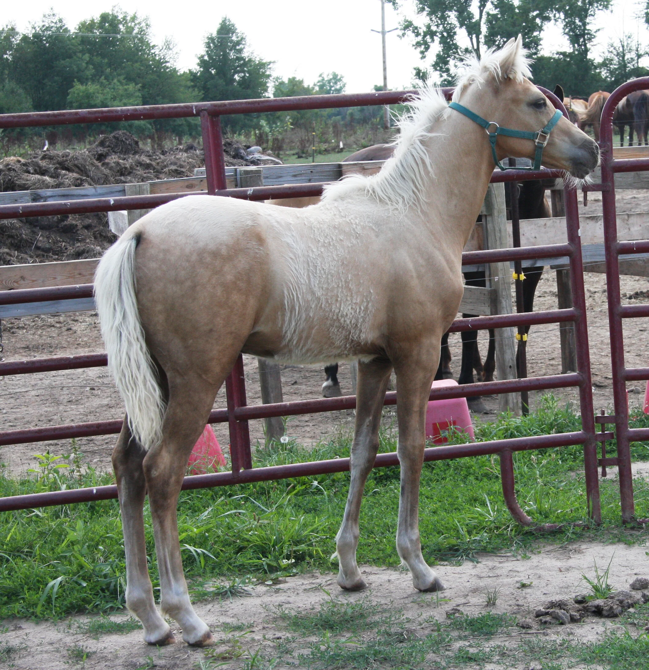 horses for sale 2016 037.jpg