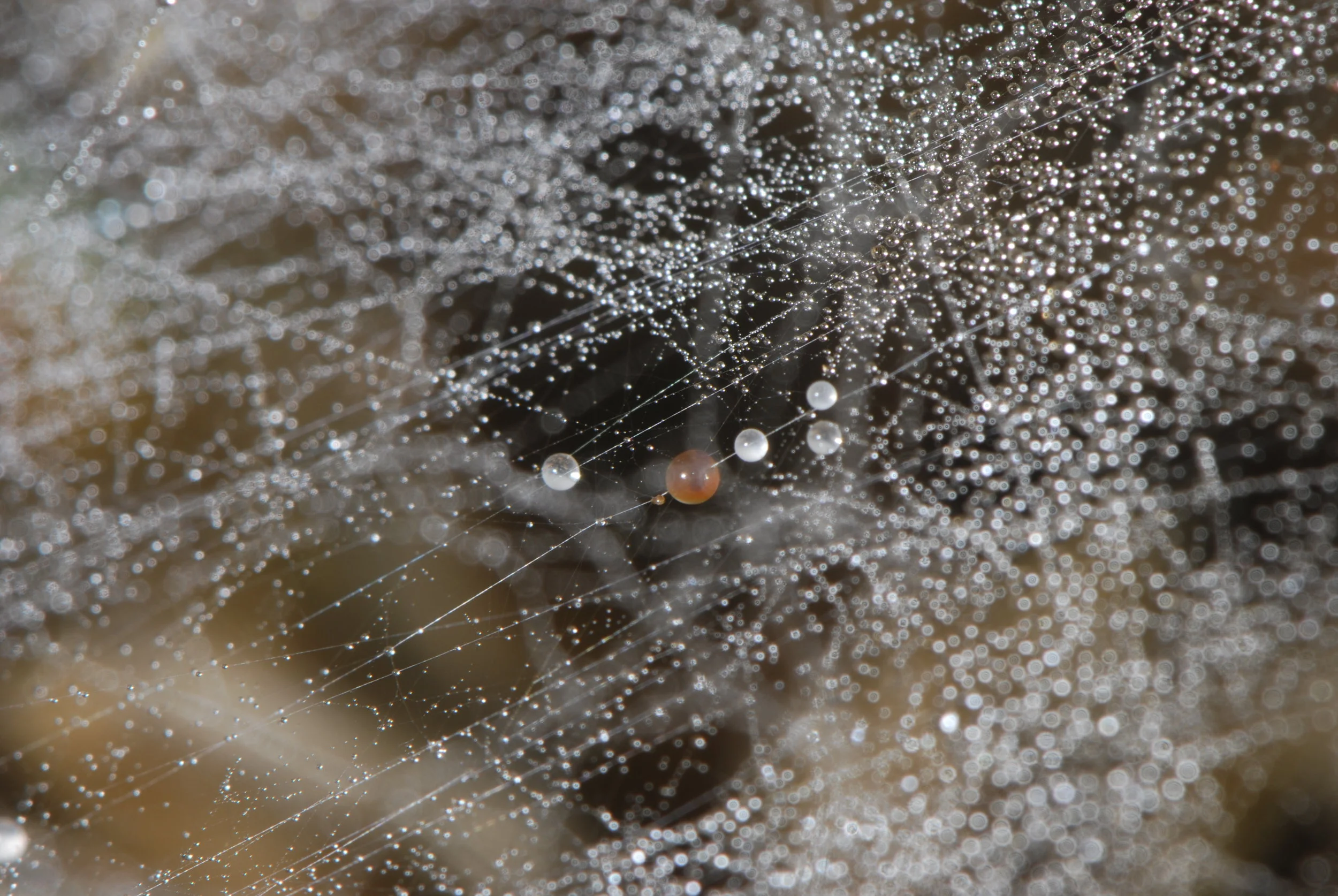 Drops in web colors.JPG