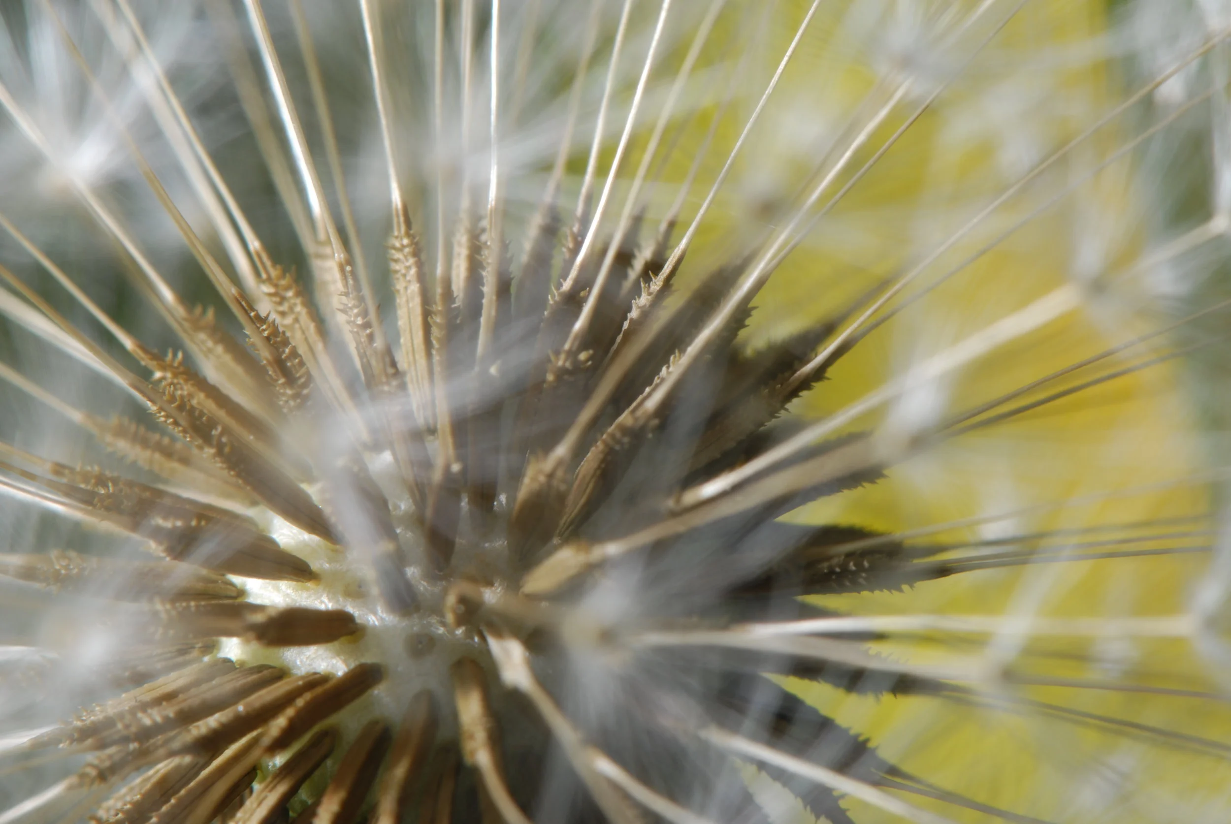 Flower inside dandylion.JPG