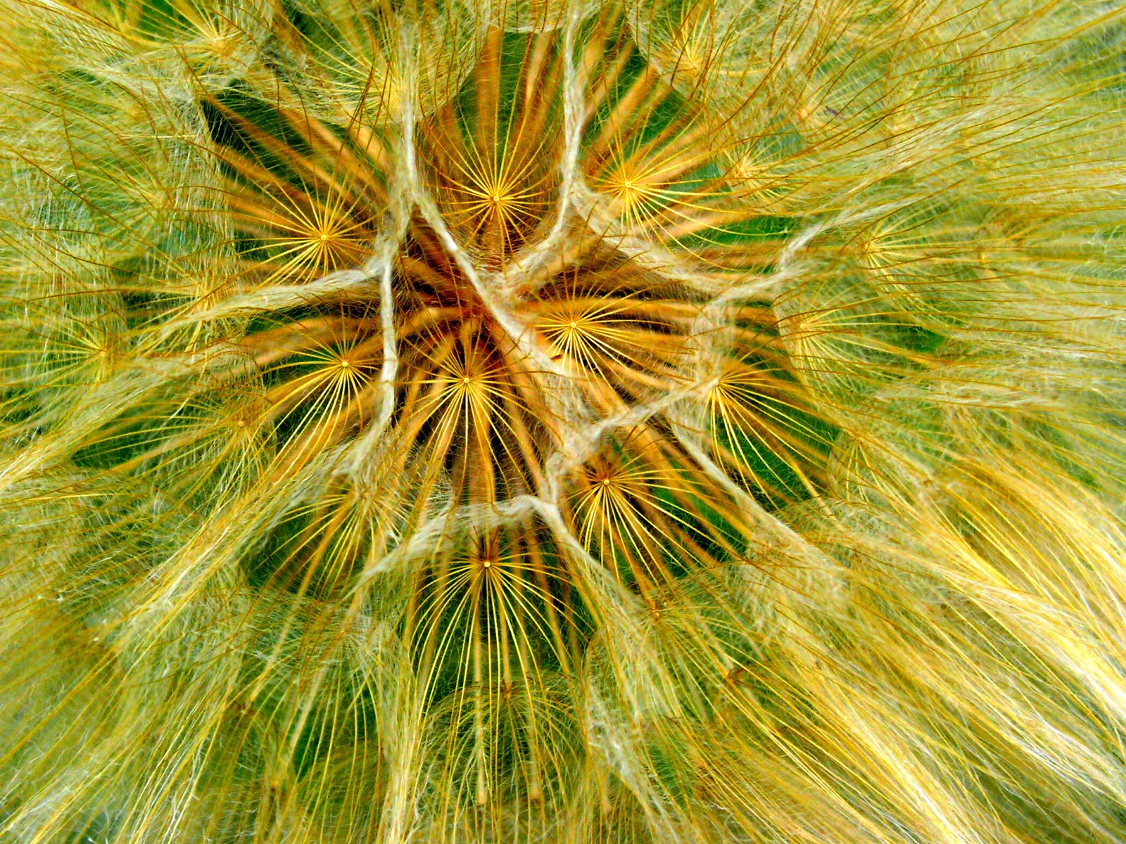 Puffball explosion.JPG