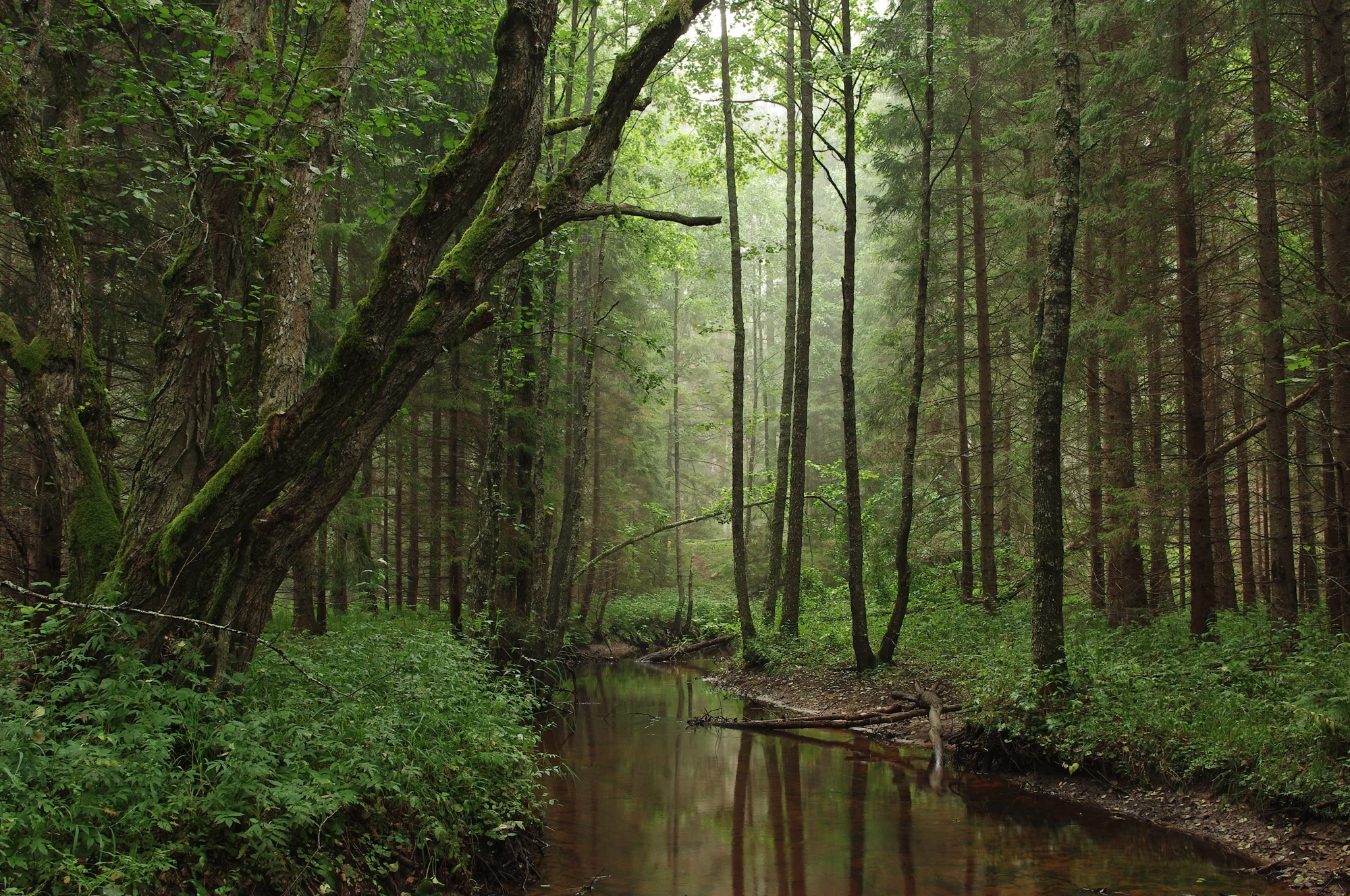 woods - edit.jpg