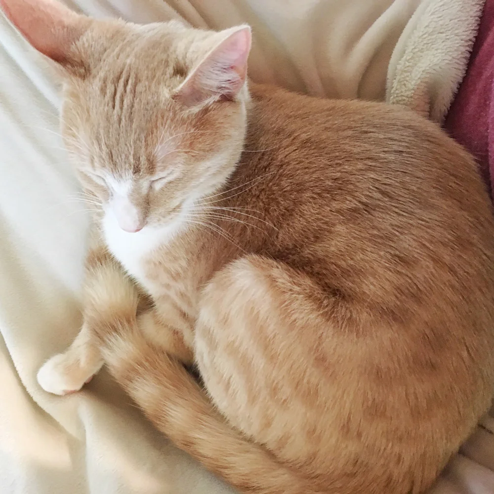 S1862_Willow-cat-clean-happy-sleeping.jpg