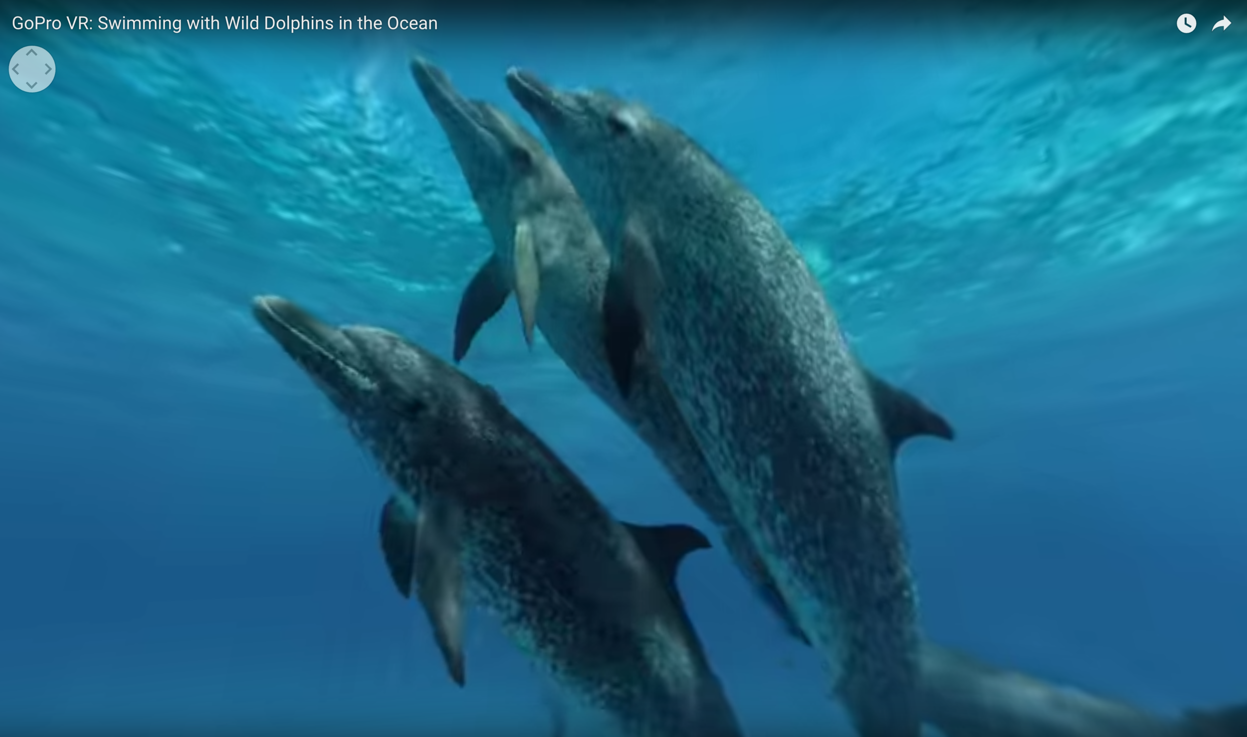 GoPro VR: Swimming with Wild Dolphins in the Ocean | Composer