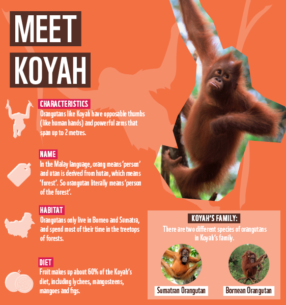 AdopterWelcomeSeries_Welcome_Orangutans_Graphic.png
