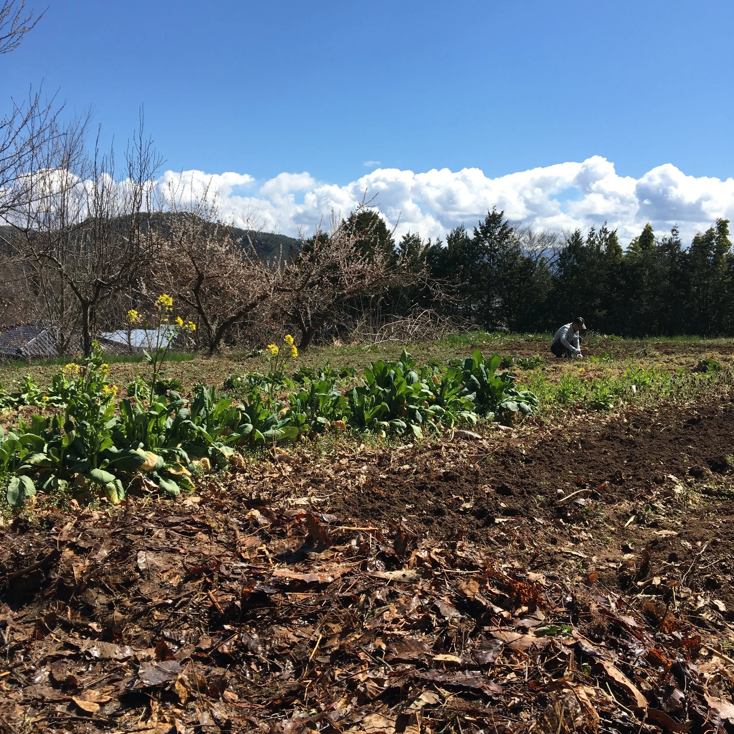 目覚めよ、畑！