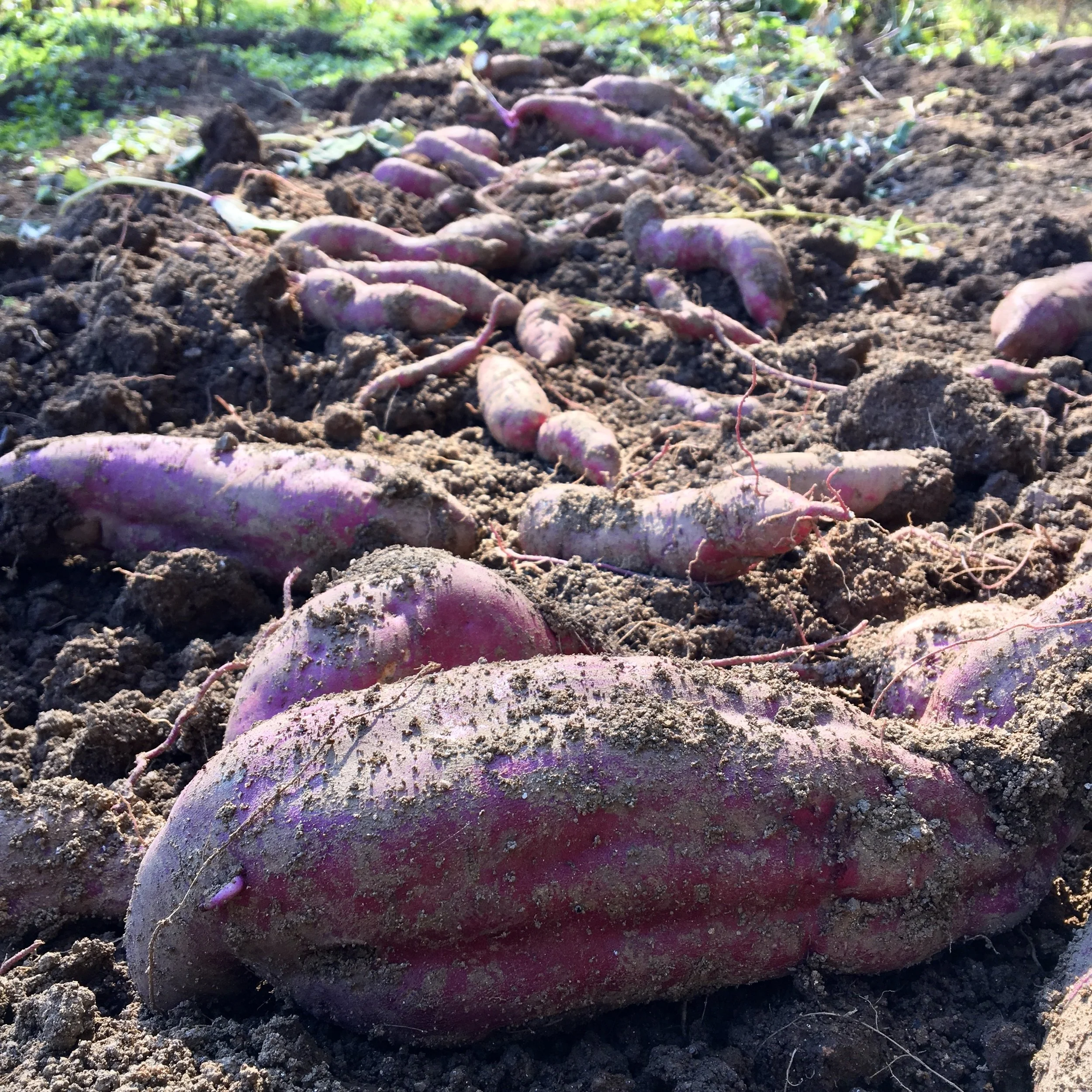 Yam-Digging Break