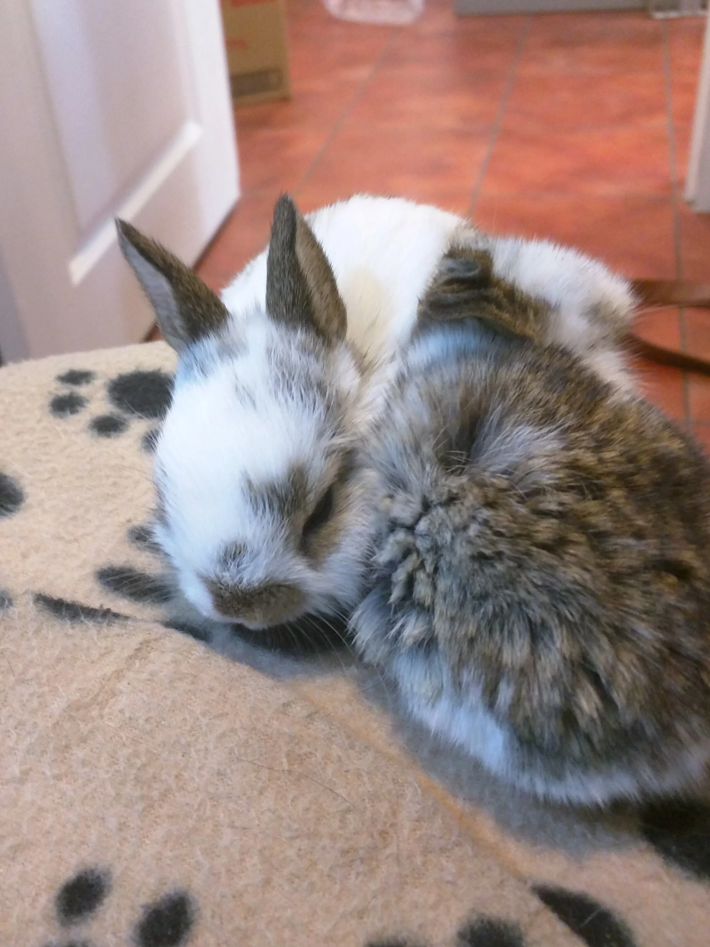 Wild bunnies on a heatpad