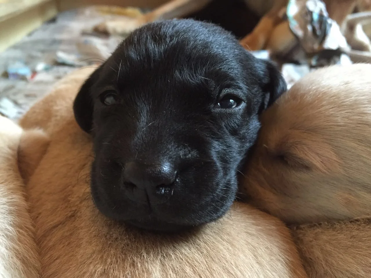 Labrador puppy