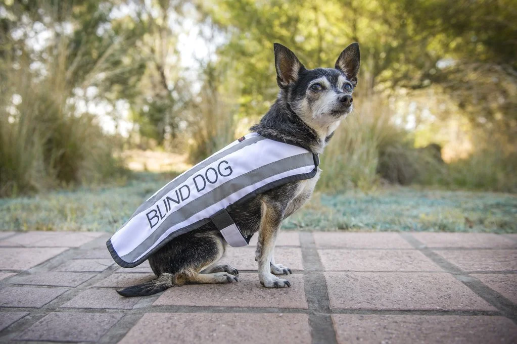 Friendly Dog Collars — Your Mobile Vet Ltd