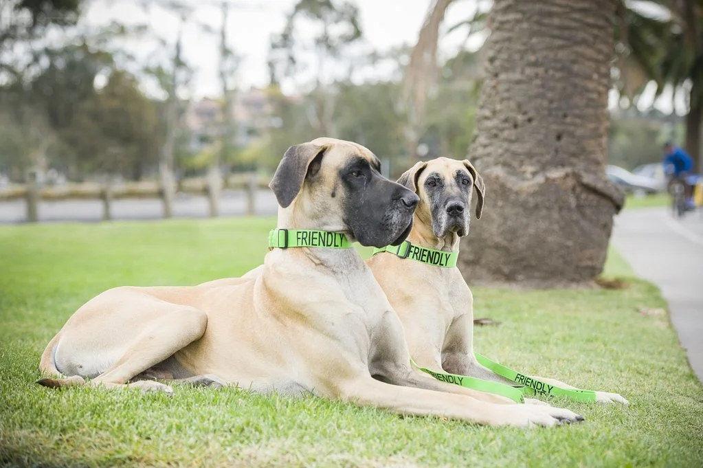 CCollar friendly.jpg