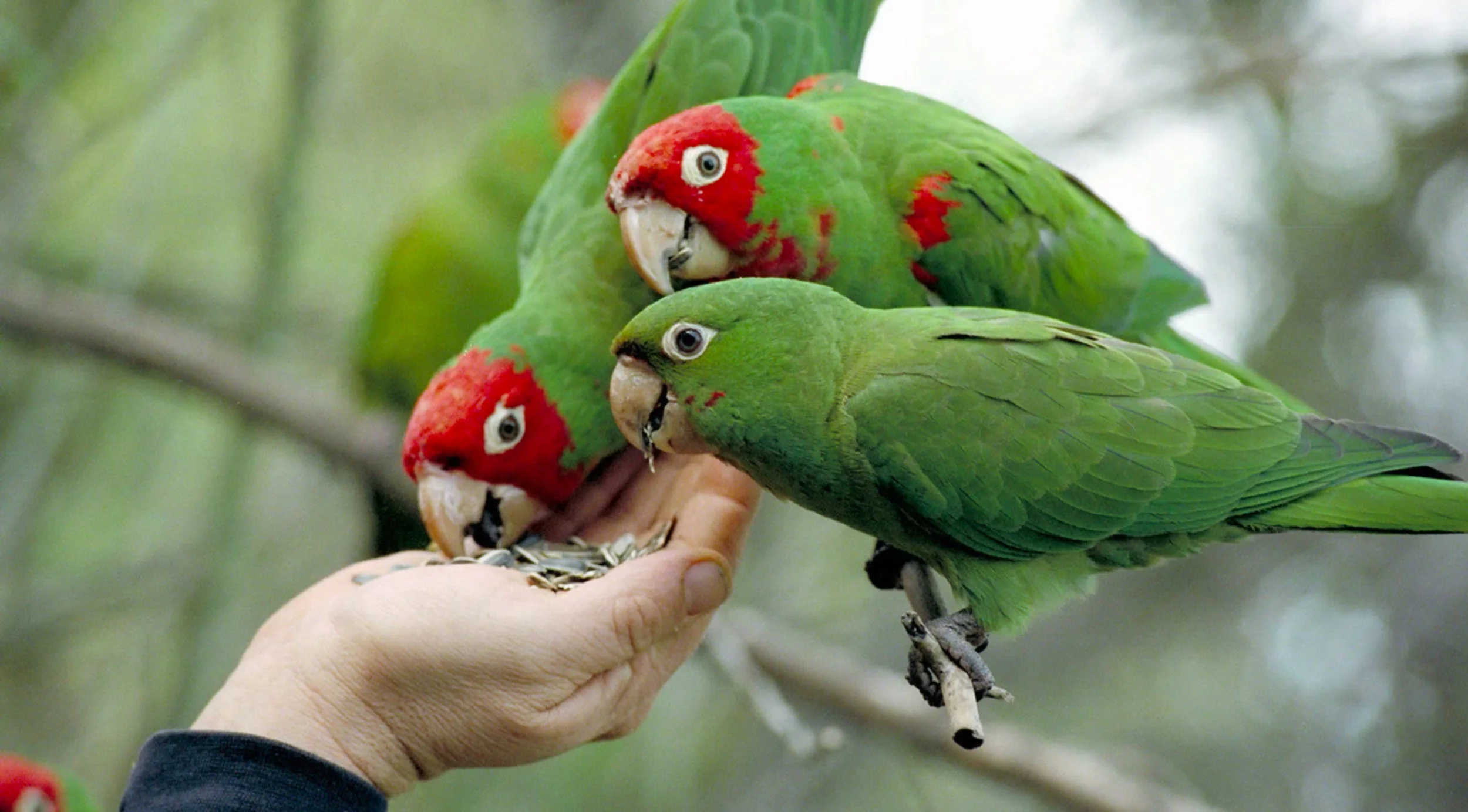 wildparrots copy.jpg