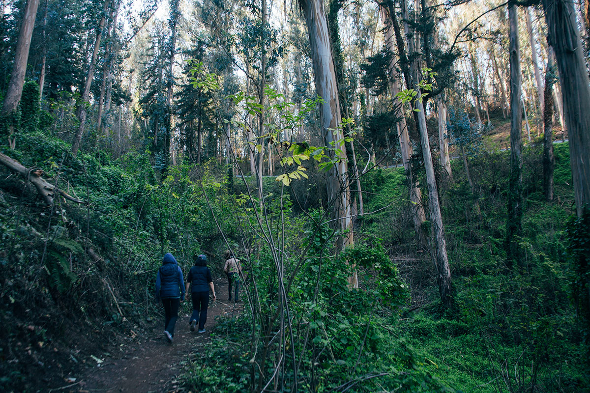 Mount Sutro 7.jpg