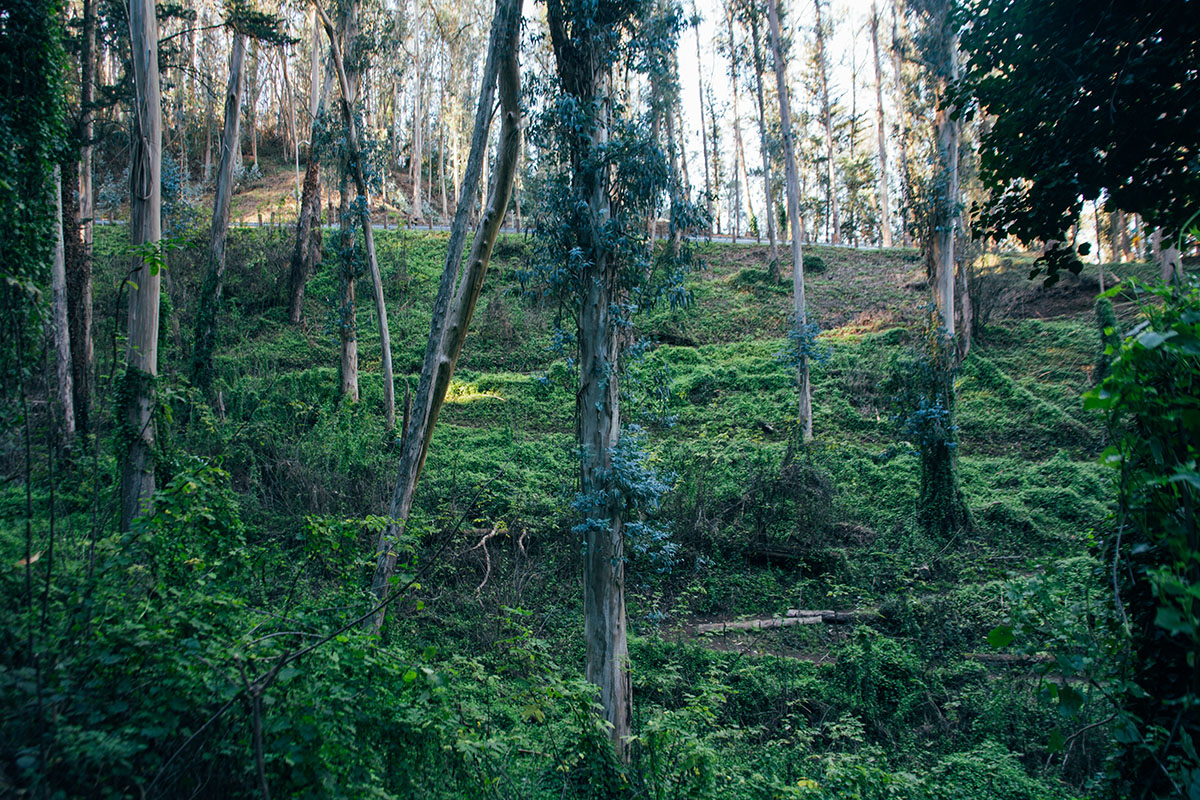 Mount Sutro 6.jpg