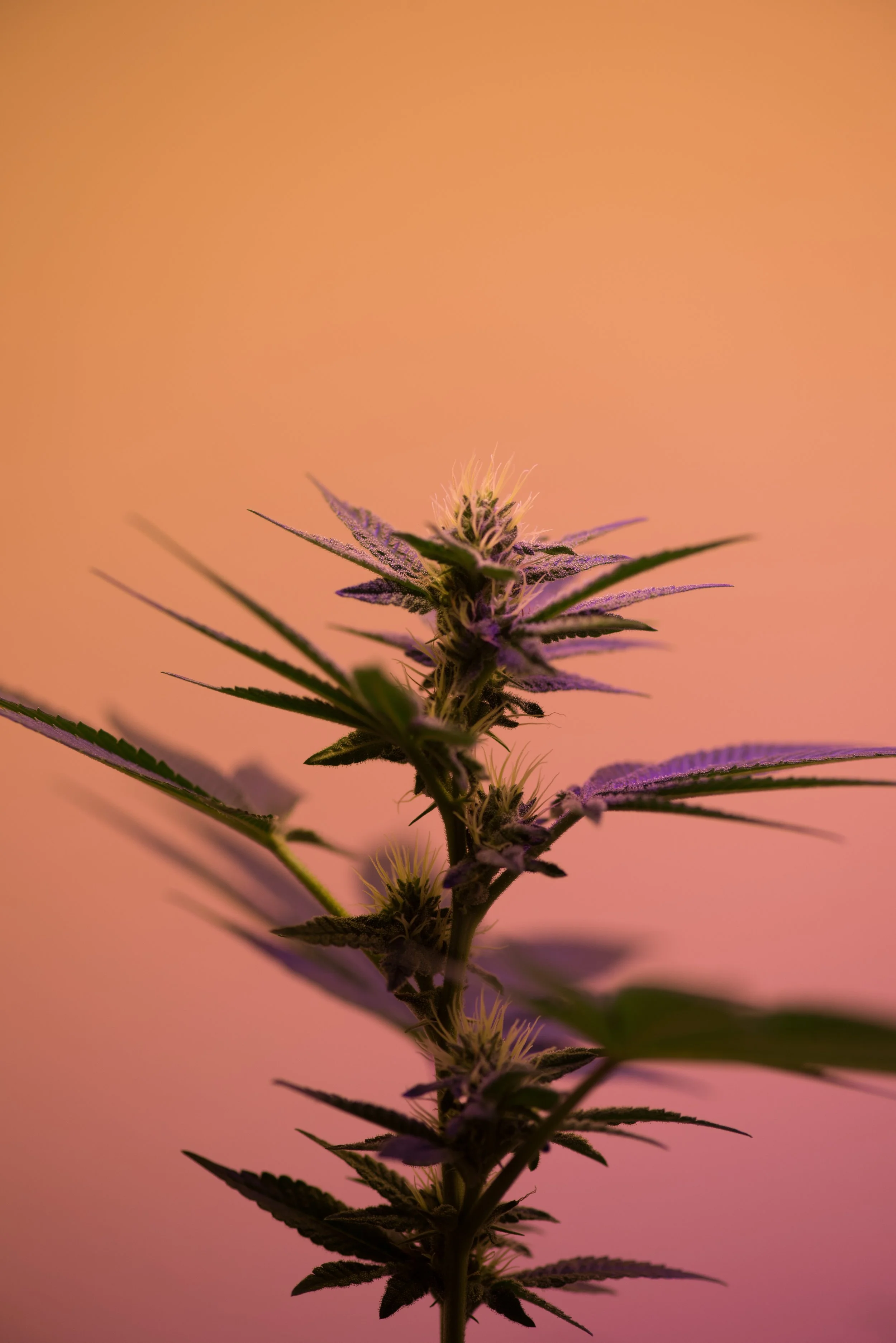 Leaves being grown, photography by Robert Nelson