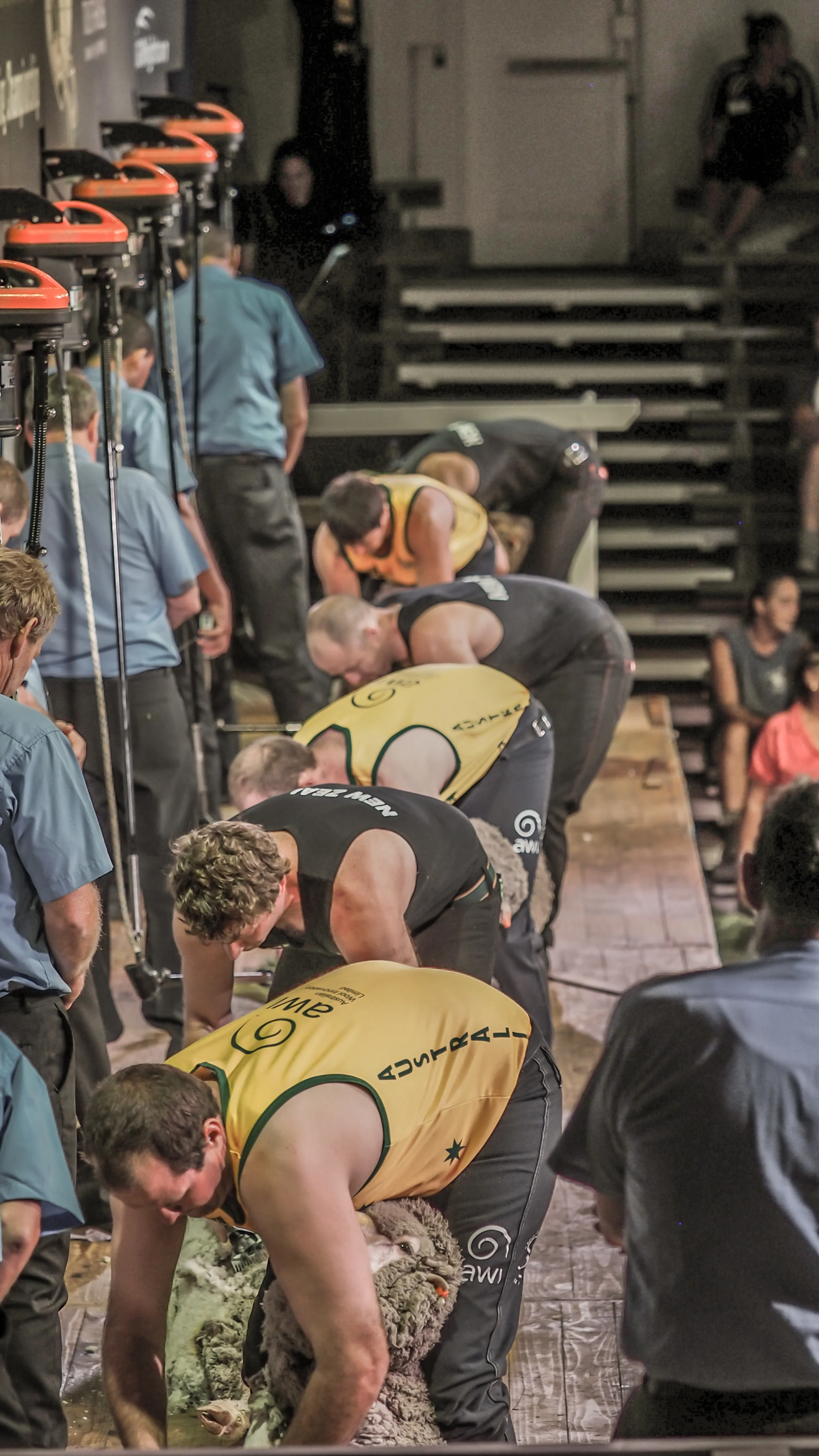 NZ vs AUS shearing final