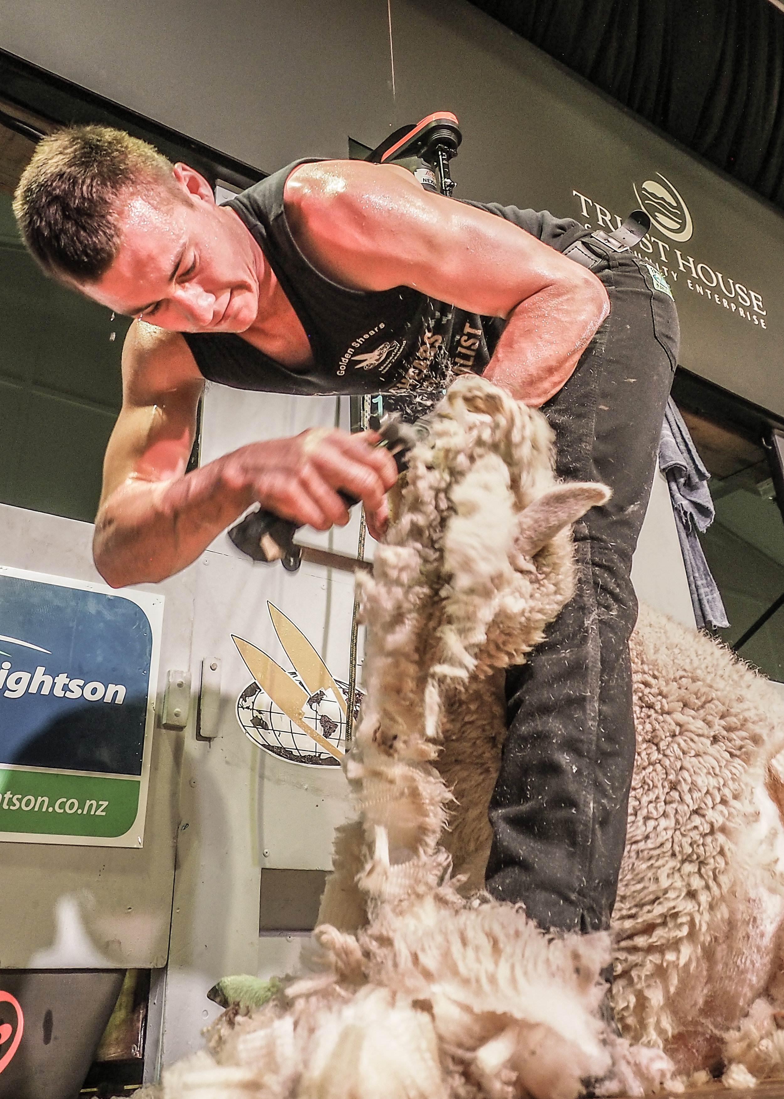  Guy Fraser winner senior shearing 