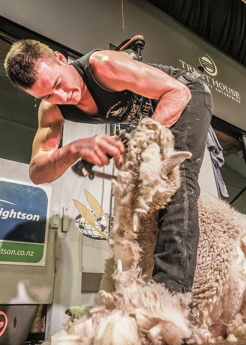 Novice Shearing Final