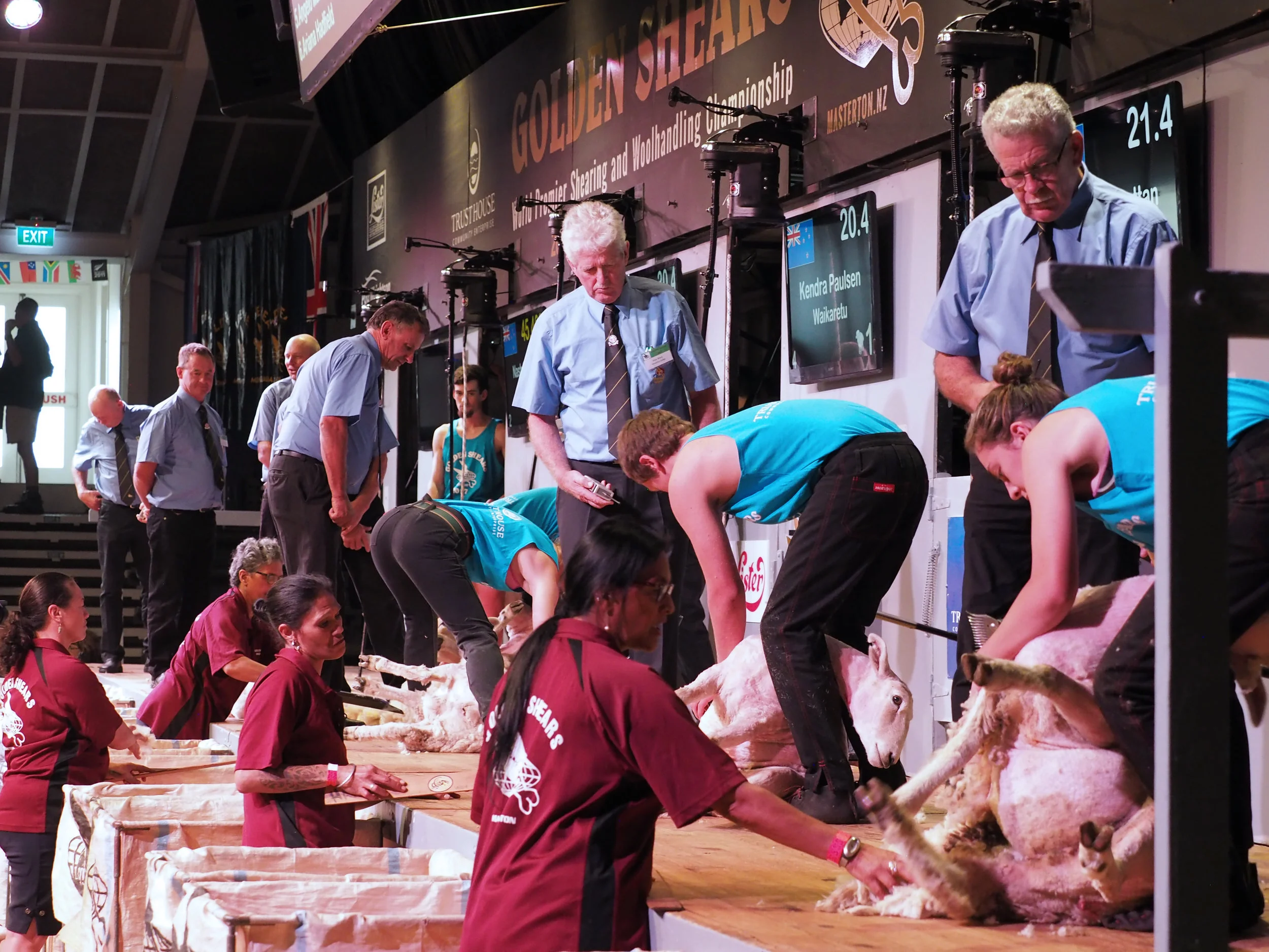 Novice Shearing