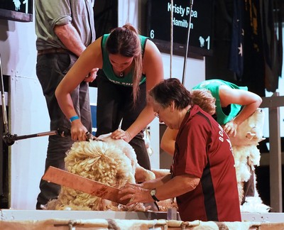 Shearing to make family proud