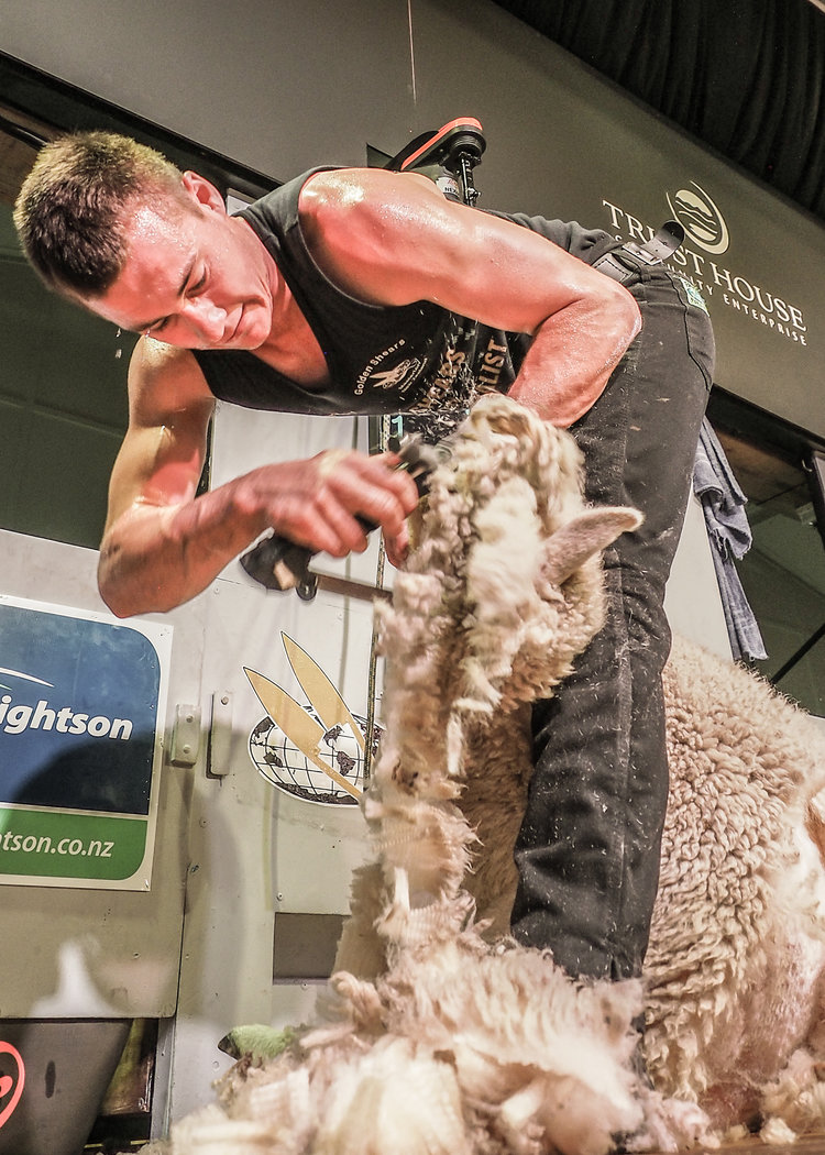 Senior Shearing Semi-Final
