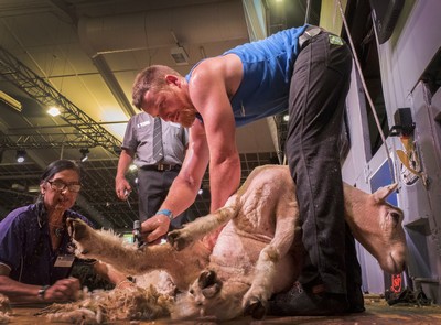 Happy travellers make it to multi-wool shears final