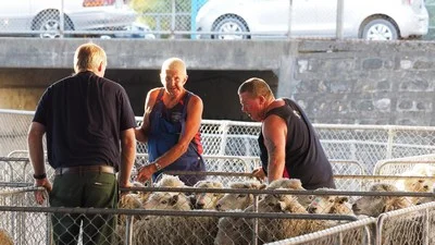 Sheep in