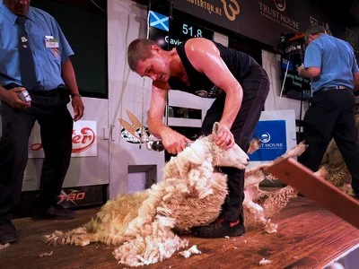 Gavin Mutch Open Shearing winner
