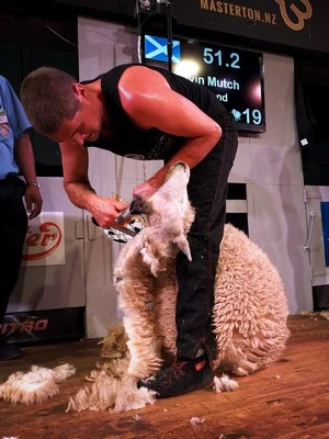 Gavin Mutch Open Shearing winner