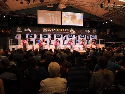 Senior Shearing final 2015.jpg