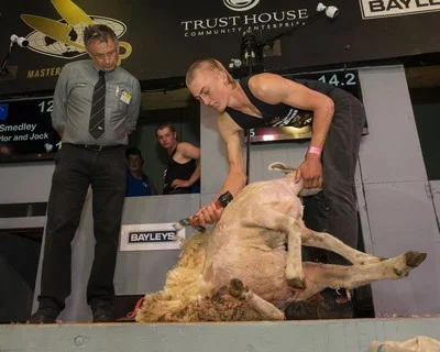 Jeese McIntyre, of Hastings, shearing to Pukemiro Station's win in the students challenge among teams from four agricultural training courses. PHOTO/Pete Nikolaison, Golden Shears.