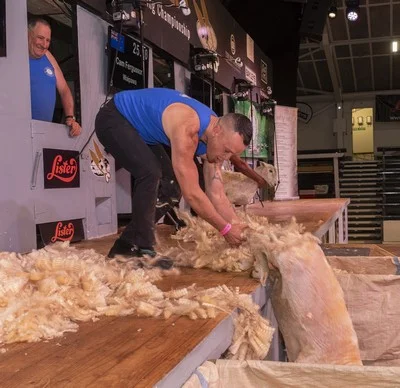 Masterton shearer Paerata Abraham grabs his sheep as it tried to flee the stage at the end of last night's Golden Shears Open Speedshear final in Masterton. PHOTO/Pete Nikolaison, Golden Shears.