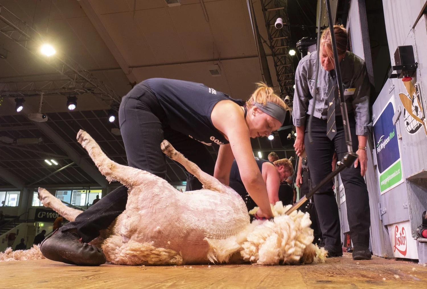 Katie Reid, of Perthshire, Scotland, in today's Golden Shears Junior shearing championships semi-final in Masterton. She qualified in third p;lace of six for Saturday's final. PHOTO/Pete Nikolaison, Golden Shears.