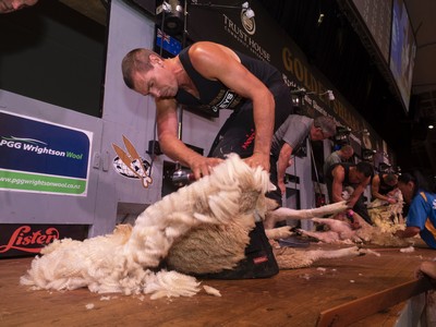 Smith lining up Golden Shears Open No 6