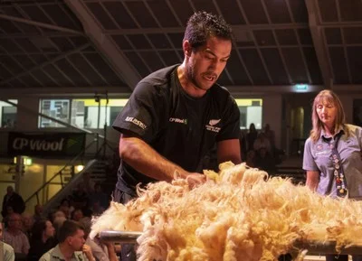 Joel Henare in his Transtasman woolhandling swansong at the Golden Shears in Masterton last night, win No 13 out of his 14 tests since 2008. PHOTO/Pete Nikolaison, Golden Shears.