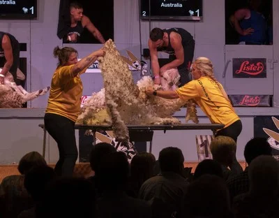 Trans-Tasman Woolhandling