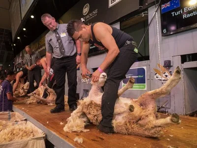 Encouragement Shearing