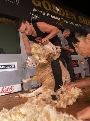Encouragement Shearing