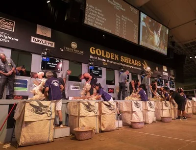 Senior Shearing Final