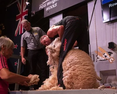 open shearing final