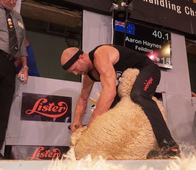 open shearing final