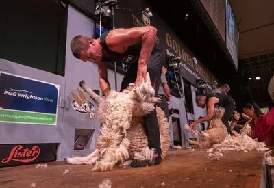 open shearing final