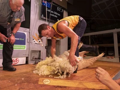 Trans-TasmanTest Shearing