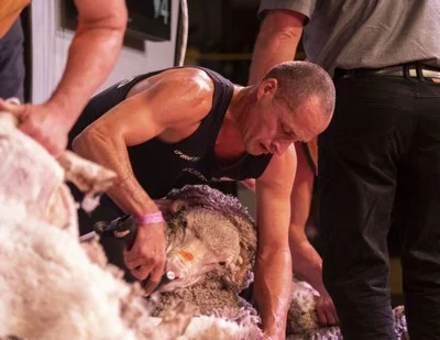 Trans-TasmanTest Shearing