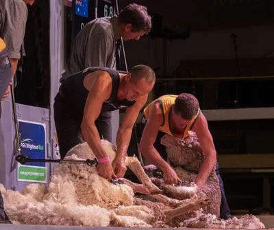 Trans-TasmanTest Shearing