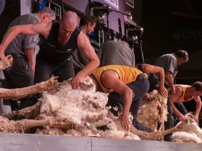 Trans-TasmanTest Shearing