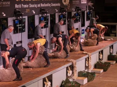 Trans-TasmanTest Shearing