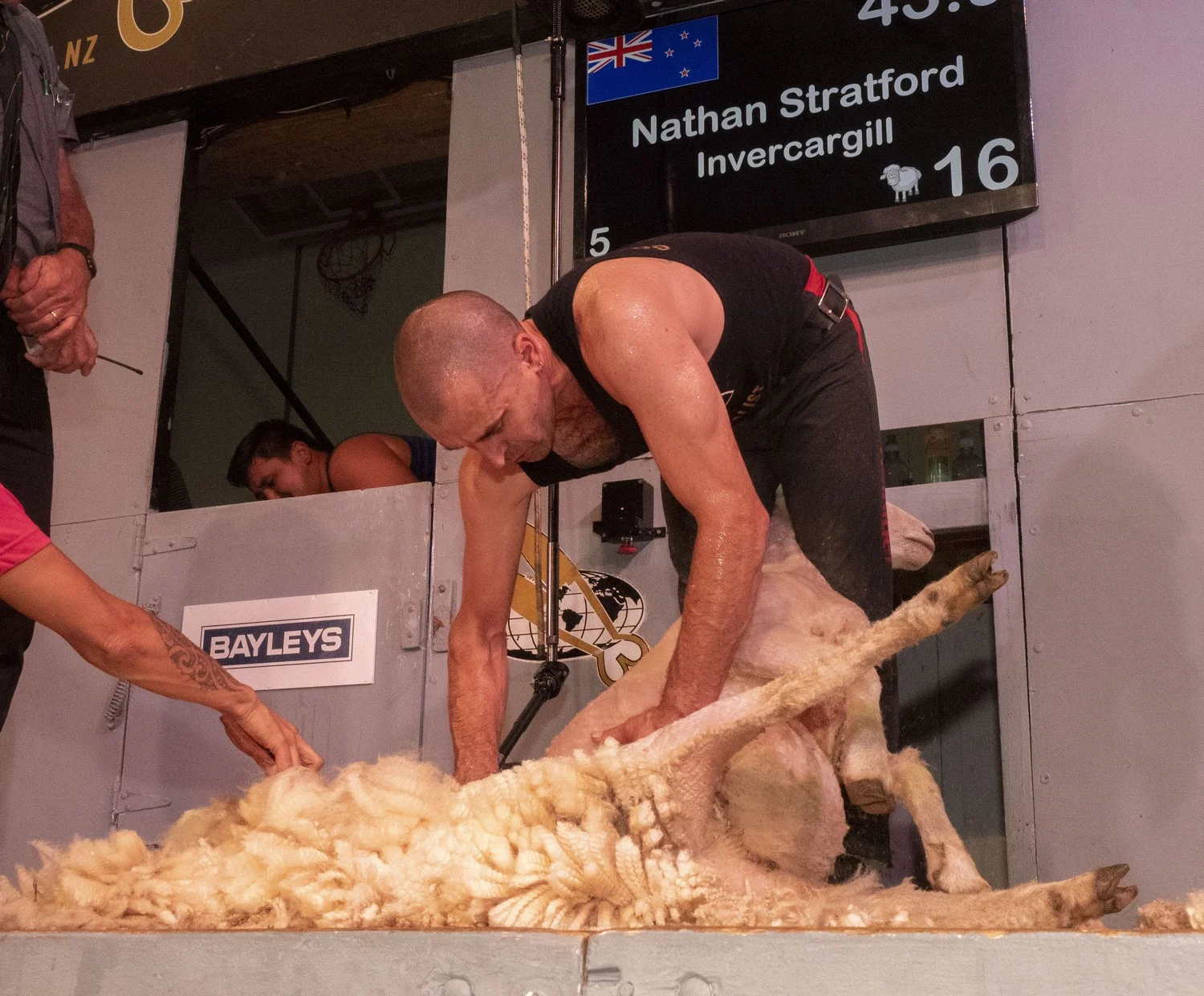 open shearing final
