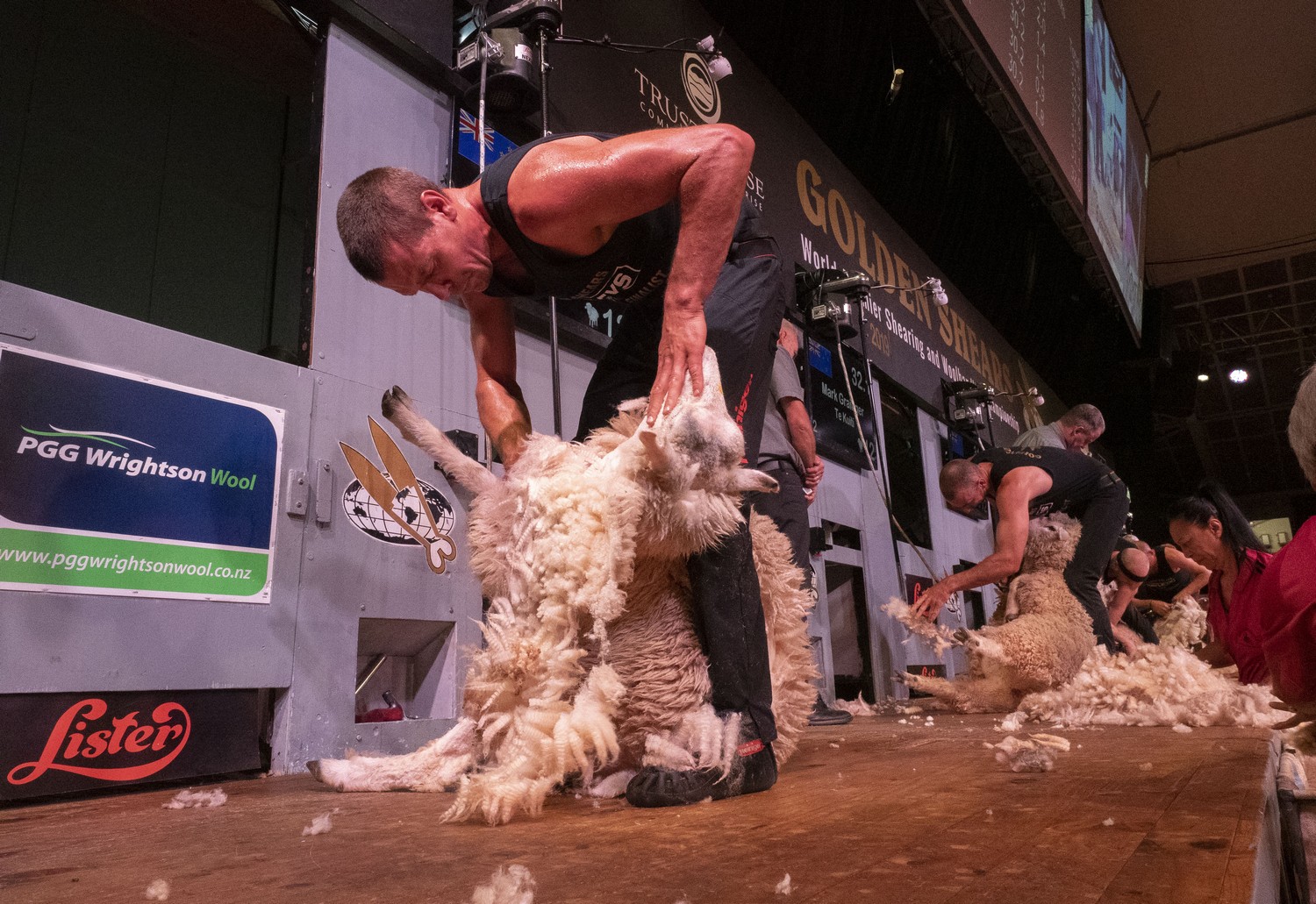 Open shearing final