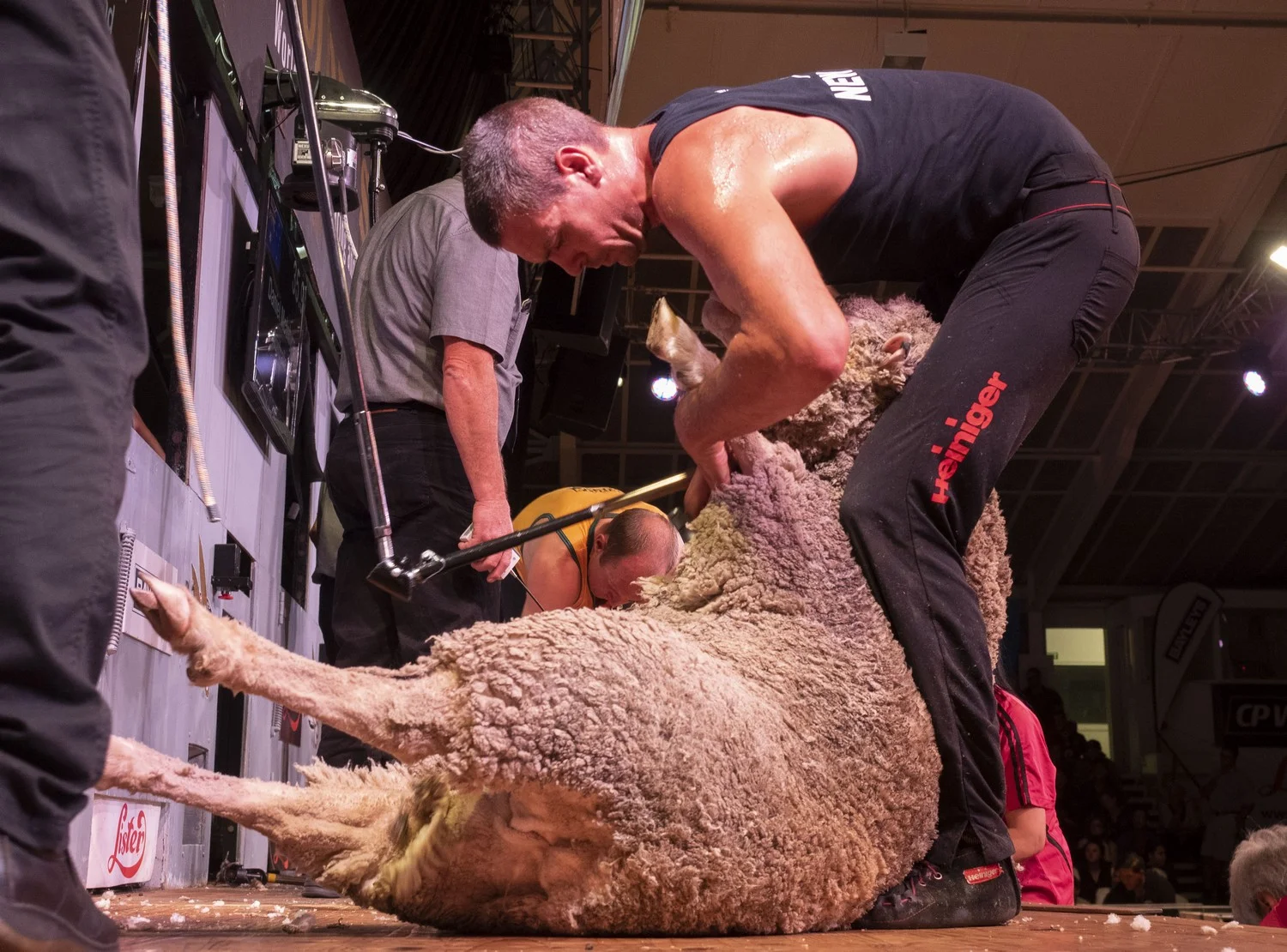 Trans-Tasman Test Shearing